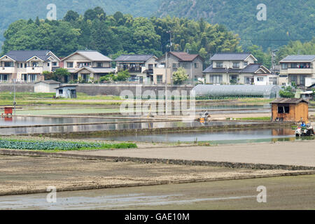 Japanese rice paddies. Stock Photo