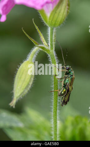 The False Oil Beetle, aka Thick-legged Beetle (Oedemera nobilis) - male Stock Photo