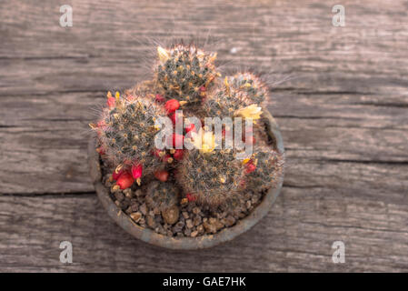 Topview cactus Mammillaria prolifera with yellow flowers and red fruits in a pot Stock Photo