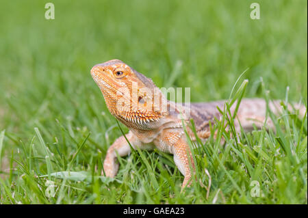 bearded dragon running free in grass Stock Photo