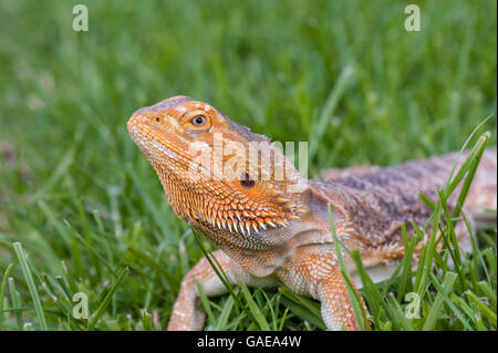 bearded dragon running free in grass Stock Photo