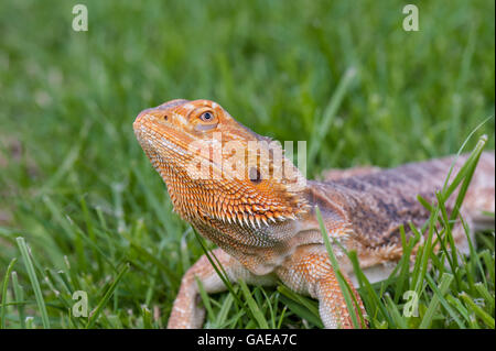 bearded dragon running free in grass Stock Photo