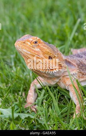 bearded dragon running free in grass Stock Photo