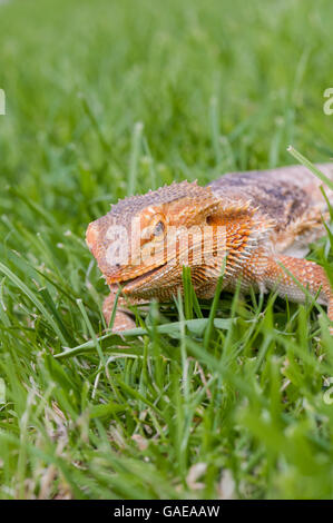 bearded dragon running free in grass Stock Photo