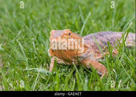 bearded dragon running free in grass Stock Photo