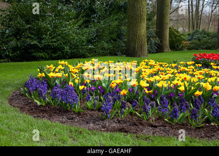 Hyacinths and tulips, Keukenhof flower garden, Lisse, Netherlands, Europe Stock Photo