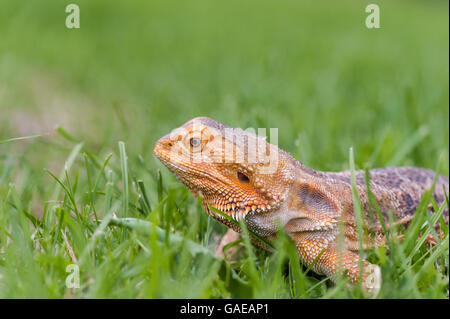 bearded dragon running free in grass Stock Photo