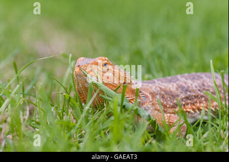 bearded dragon running free in grass Stock Photo