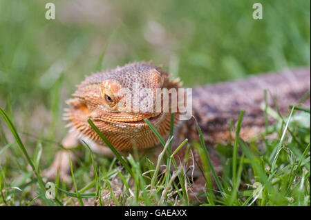 bearded dragon running free in grass Stock Photo