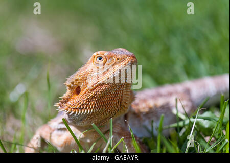 bearded dragon running free in grass Stock Photo