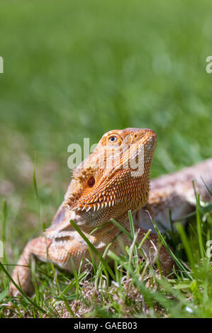 bearded dragon running free in grass Stock Photo