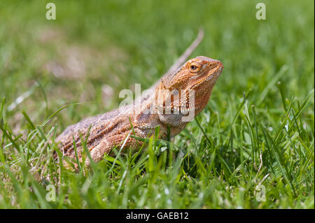 bearded dragon running free in grass Stock Photo