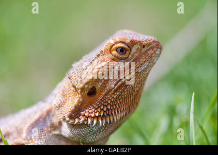 bearded dragon running free in grass Stock Photo