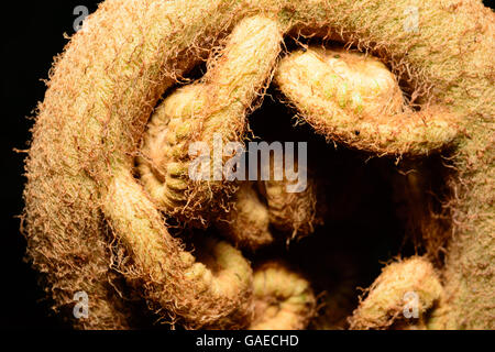 Giant Fern Frond tightly coiled like a Gordian knot and readying to unfurl Stock Photo