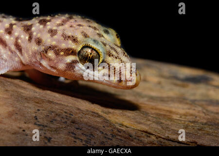 Mediterranean house gecko (Hemidactylus turcicus), also called Turkish gecko or moon lizard on log Stock Photo