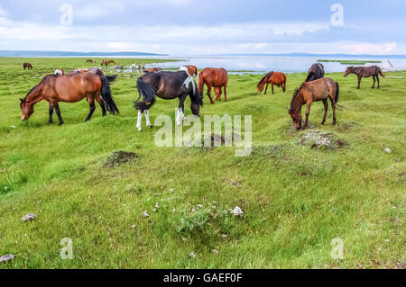 Mongolian horses graze by Khovsgol Lake, Khovsgol National Park, northern Mongolia Stock Photo