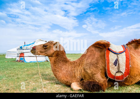 Bactrian camel lying in front of yurt, called a ger, on steppe in central Mongolia Stock Photo