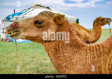Pair of bactrian camels lying in front of yurt, called a ger, on steppe in central Mongolia Stock Photo