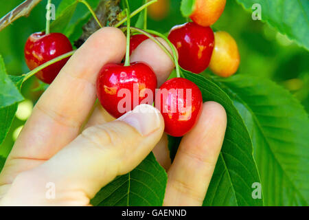 Man picking cherries Stock Photo