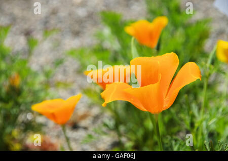 Kalifornischer Mohn - California poppy 36 Stock Photo