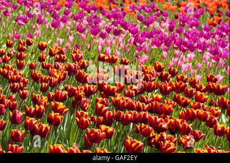 4 tulip varieties on colourful, spring, flowerbed - Tulipa 'Abu Hassan', 'China Pink',  'Burgundy' and 'Ballerina' - England. Stock Photo