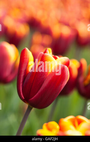Yorkshire, GB - Flowerbed of Tulipa 'Abu Hassan,' beautiful, deep, red tulips with gold edges - focusing on a single flower. Stock Photo