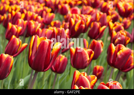 Yorkshire, GB - Flowerbed of Tulipa 'Abu Hassan,' beautiful, deep, red tulips with gold edges  - focusing on a single flower. Stock Photo