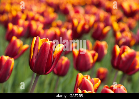 Yorkshire, GB - Flowerbed of Tulipa 'Abu Hassan,' beautiful, deep, red tulips with gold edges  - focusing on a single flower. Stock Photo