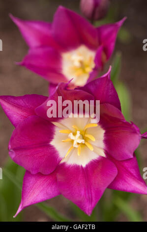 Close-up view inside 2 flower heads (Tulip  'Burgundy') - beautiful, lily-shaped, violet, purple flowers, Yorkshire, GB. Stock Photo