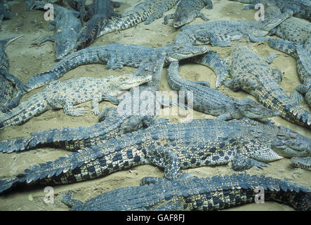 crocodiles in the city of Singapore in Southeastasia. Stock Photo