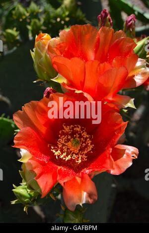 Cactus Red Flowers Bloom Stock Photo