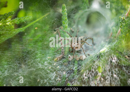 Labyrinth Spider (Agelena labyrinthica) in its web, showing retreat behind it. Stock Photo