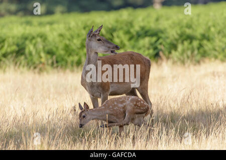 Red Deer (Cervus elaphus) hind mother and young baby calf having a scratch. Stock Photo