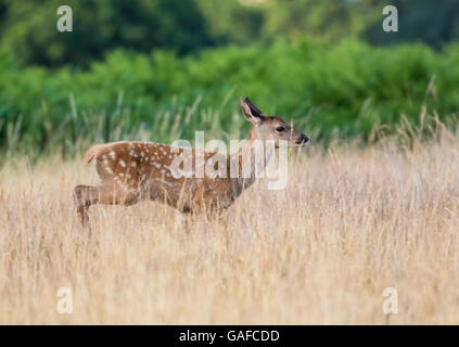 Red Deer young baby calf (Cervus elaphus) running through long grass in summer. Stock Photo