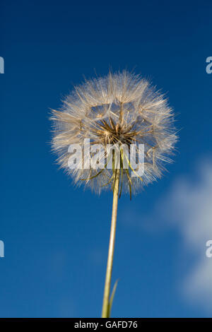 Intact collection of seeds on a neat blowball with blue sky behind. Common British dandelion considered a garden weed. Stock Photo