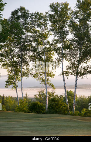 Paper Birch Trees in northern New Hampshire White Mountain region, summer morning Stock Photo