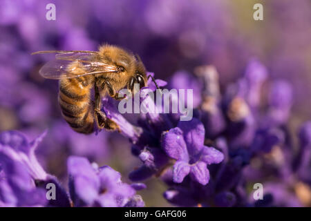 Bee on Lavender Stock Photo