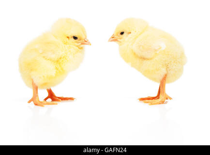 Two small yellow chickens isolated on white background Stock Photo