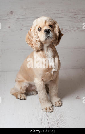 American cocker spaniel lying on light background. Young purebred Cocker Spaniel. Dog Staring. Stock Photo