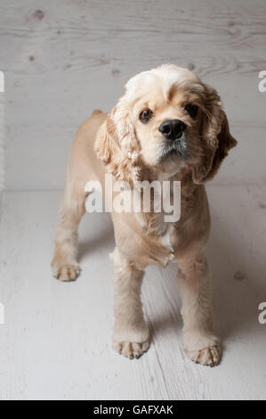 American cocker spaniel standing on light background. Young purebred Cocker Spaniel. Dog Staring. Stock Photo