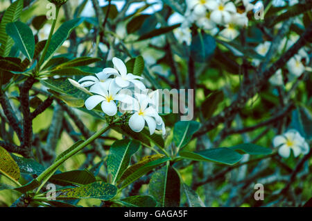 Branche of white Tiare Flower, Gardenia taitensis Stock Photo