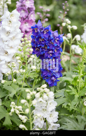 Blue and white larkspur flowers, Delphinium elatum Stock Photo