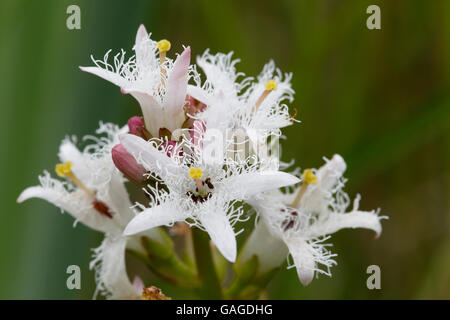 Bogbean (Menyanthes trifoliata) flower growing in pond with grasses, Norfolk, England, June Stock Photo