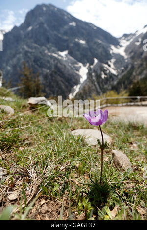 Crown Anemone (Anemone coronaria) flower growing in short vegetation, Crete, May Stock Photo