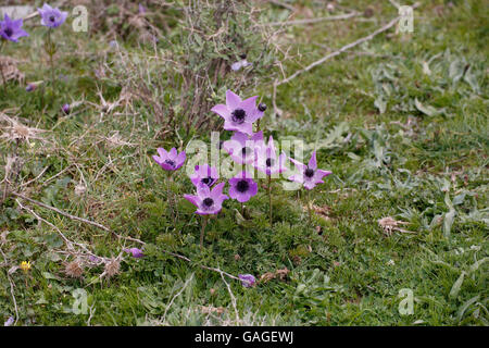 Crown Anemone (Anemone coronaria) flower growing in short vegetation, Crete, May Stock Photo