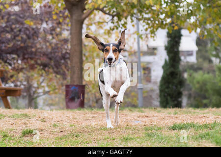 Hunt dog running at a park. Stock Photo