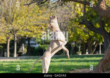 Beautiful pose of an American Staffordshire terrier jumping. Stock Photo