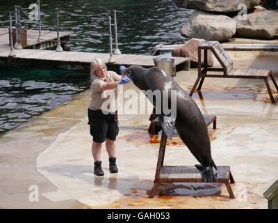 A Sealion trainer points to the ears of the animal at a wildlife park display. Stock Photo