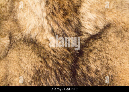 the background texture of the fur of a wild Wolf Stock Photo