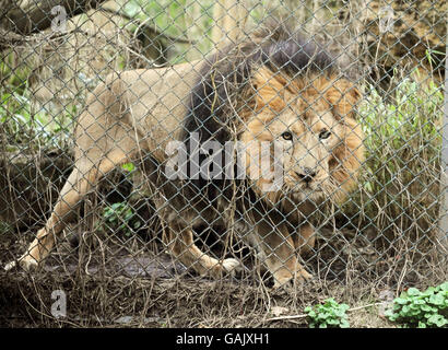 Lion Kamal keeps watching lioness Moti (not in pic) at Bristol Zoo Gardens, Bristol. Stock Photo